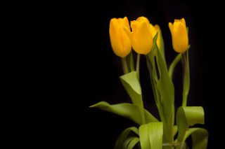 bigstock-Yellow-tulips-on-a-dark